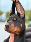 DOBERMAN tata na prodej