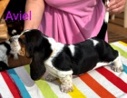 Basset Hound ttko s PP s vbornm rodokmenem