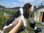 Basset Hound ttko s PP s vbornm rodokmenem