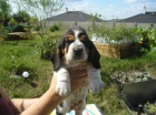 Basset Hound ttko s PP s vbornm rodokmenem