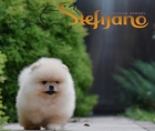 Pomeranian BOO tata
