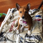 K dispozici tata basenji.