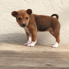 K dispozici tata basenji.