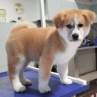 tata Akita Inu. Velmi zdrav a s rodokmenem.