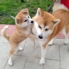 tata Akita Inu. Aktuln informace o okovn.