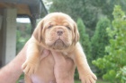 Bordeauxsk� doga (Dogue de Bordeaux) kr�sn� �t��ata