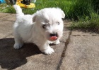 tata West Highland White Terriers