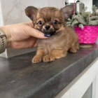 dlouhosrst mini ivava