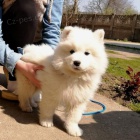 �t��ata samojeda