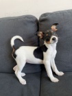 �t��ata jack russell teri�ra.