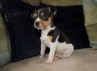 �t��ata jack russell teri�ra.