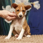 �t���tka Basenji