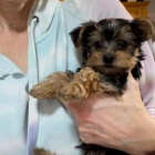 MINI YORKIPOO