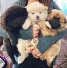 �au-�au �t��ata