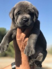 Italsk� corso pes (Cane Corso Italiano)