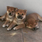 �t��ata shiba inu