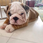 �t��ata anglick�ho buldo�ka