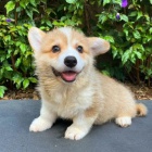 �t��ata Pembroke Welsh Corgi