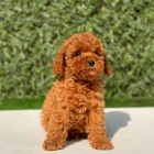 �T��ATA PUDL� TOY