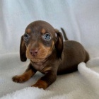 trpasli�� �t��ata jezev��ka hladkosrst�ho