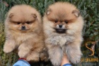 Pomeranian BOO �t��ata