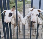 Standardn� Bull Terrier �t��ata