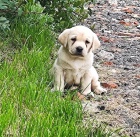 Nab�dka �t��at labradorsk�ho retrievera