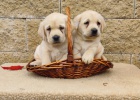 Nab�dka �t��at labradorsk�ho retrievera