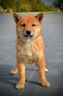 Shiba Inu �t��ata