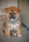 Shiba Inu �t��ata