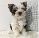 �istokrevn� �t��ata Yorkshirsk�ho teri�ra s rodokmenem - s l�skou odchovan�