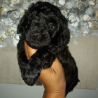 �ern�ho Toy pudla