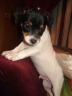 jack russell teri�ra.
