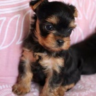 �t���tka toy mini jork��rsk�ho teri�ra.