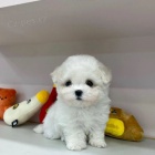 �t��ata bi�onka