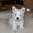 tata West Highland White Terriers