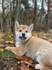 Kr�sn� �t��ata Shiba Inu!!