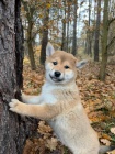Kr�sn� �t��ata Shiba Inu!!