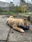Kr�sn� �t��ata Shiba Inu!!