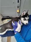 Sibi�sk� husky