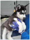 Sibi�sk� husky