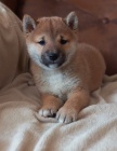Shiba inu