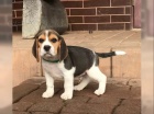 B�gl/t� beagle