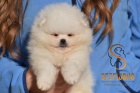 Pomeranian BOO �t��ata