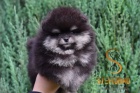 Pomeranian BOO �t��ata