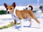 �t���tka Basenji
