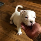 �t��ata argentinsk�ho doga