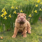 �t��ata o�kovan� shar-pei.