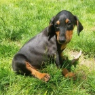 Dobrman �t���tka