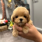 TOY �t��ata pudla